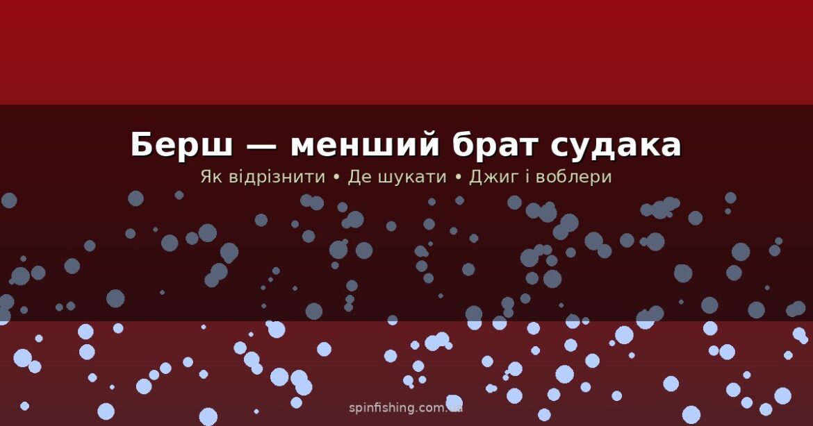Берш — менший брат судака: де шукати, як відрізнити і чим ловити